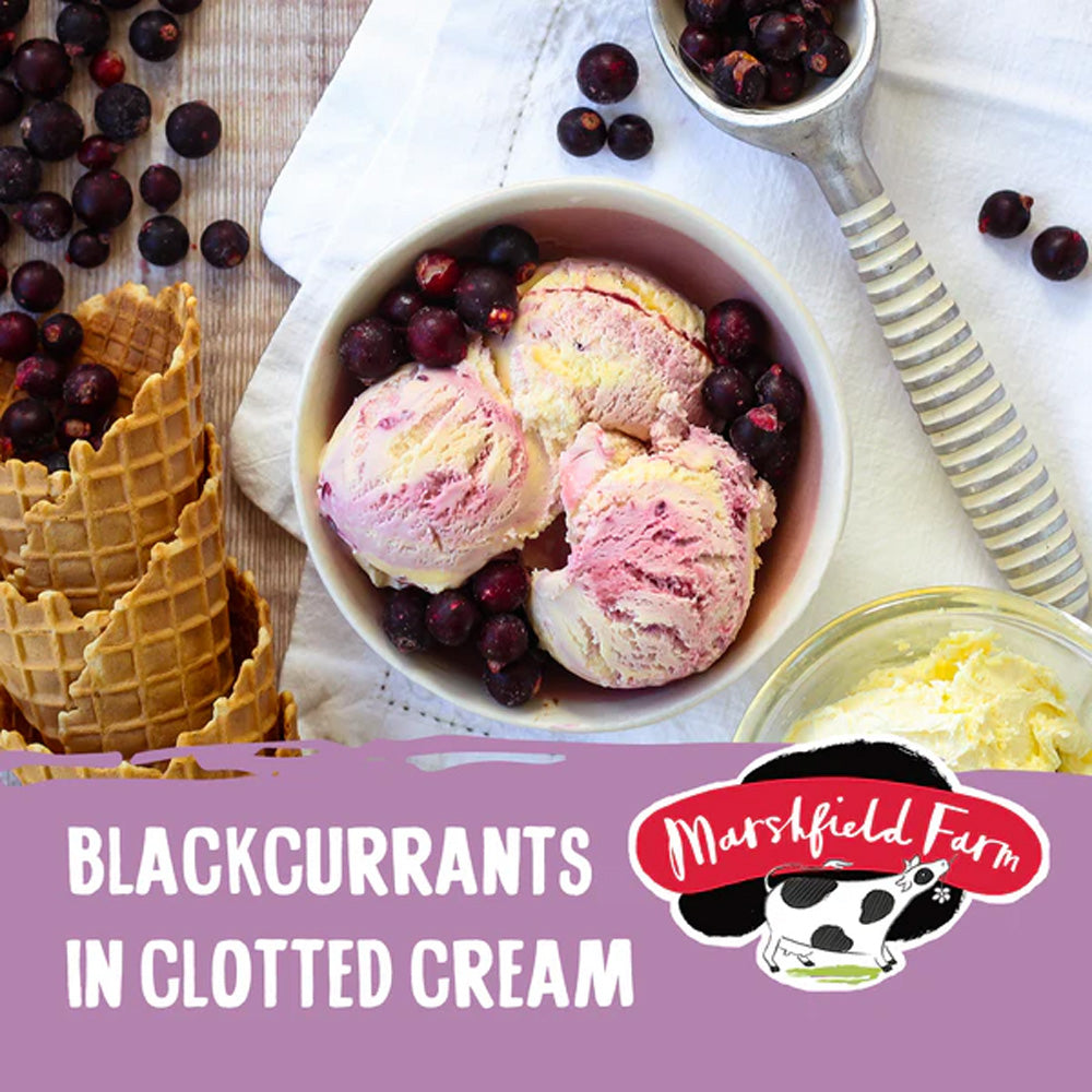 マーシュフィールドファーム ブラックカラント&クロテッドクリーム アイスクリーム 125ml